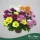 Chrysanthemum 'Rock Roll' - Krizantém - 27 cm magas - 14 cm-es cserépben