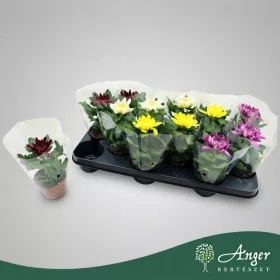   Chrysanthemum 'Cosmo Deco' (Mix) - Krizantém - vegyes - 15 cm magas - 9 cm-es cserépben