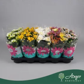   Chrysanthemum indicum (Mix) - Krizantém - vegyes - 23 cm magas - 12 cm-es cserépben