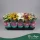 Chrysanthemum indicum (Mix) - Krizantém - vegyes - 23 cm magas - 12 cm-es cserépben