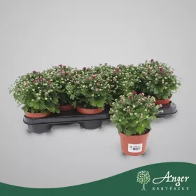   Chrysanthemum indicum (Mix) - Krizantém - vegyes - 22 cm magas - 9 cm-es cserépben