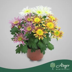   Chrysanthemum 'Splash Intense' (Mix) - Krizantém - vegyes - 20 cm magas - 12 cm-es cserépben