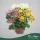 Chrysanthemum 'Splash Intense' (Mix) - Krizantém - vegyes - 20 cm magas - 12 cm-es cserépben