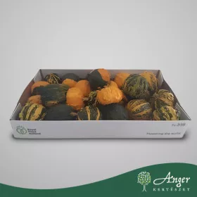 Cucurbita mix - Dísztök - vegyes kicsi