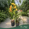 Cymbidium - Csónakorchidea - vegyes - 80 cm magas - 14 cm-es cserépben