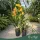 Cymbidium - Csónakorchidea - vegyes - 80 cm magas - 14 cm-es cserépben