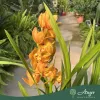 Cymbidium - Csónakorchidea - vegyes - 80 cm magas - 14 cm-es cserépben