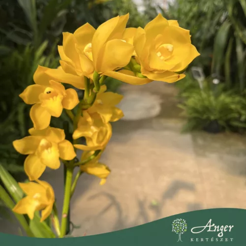 Cymbidium - Csónakorchidea - vegyes - 80 cm magas - 14 cm-es cserépben