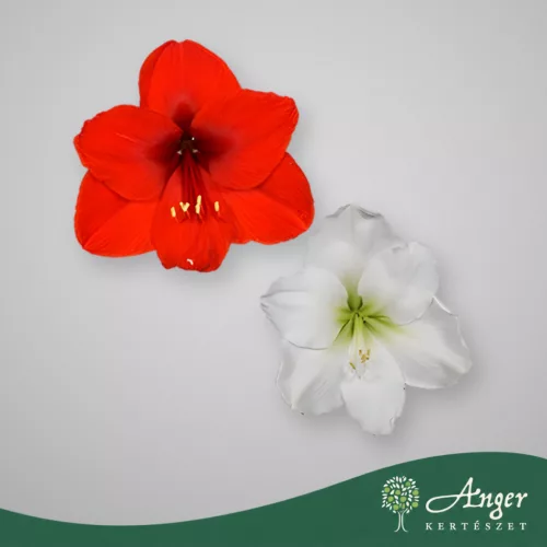 Hippeastrum - Amarillisz hagyma 28/30 - fa ládában