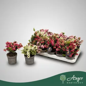   Gaultheria (Pernettya) - Gyöngybogyó - vegyes - 20 cm magas - 10,5 cm-es cserépben
