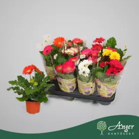   Gerbera 'Colourgame' - Gerbera - vegyes - 20 cm magas - 9 cm-es cserépben