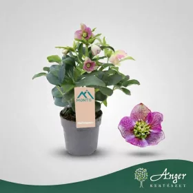   Helleborus orientalis 'Early Pink' - Hunyor - rózsaszín - 26 cm magas - 12 cm-es cserépben