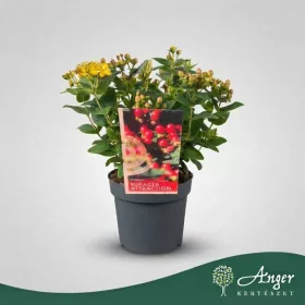   Hypericum 'Miracle Attraction' - Orbáncfű - 40 cm magas - 13 cm-es cserépben