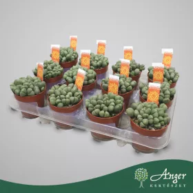 Lithops - Kavicsvirág - vegyes - 8,5 cm-es cserépben