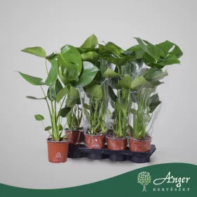   Monstera deliciosa - Filodendron - 55 cm magas - 14 cm-es cserépben