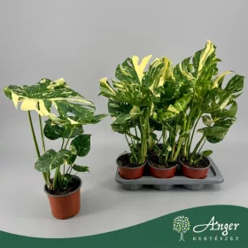   Monstera deliciosa 'Thai Constellation' - Filodendron - 55 cm magas - 17 cm-es cserépben