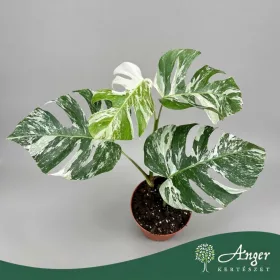  Monstera deliciosa 'Variegata' - Filodendron - 50 cm magas - 17 cm-es cserépben
