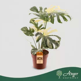   Monstera deliciosa 'Variegata' - Filodendron - 70 cm magas - 21 cm-es cserépben