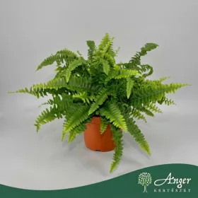   Nephrolepis exaltata 'Green Delight' - Szobapáfrány - 40 cm magas - 12 cm-es cserépben
