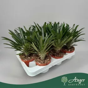   Pachypodium lamerei - Madagaszkári pálma - 33 cm magas - 12 cm-es cserépben