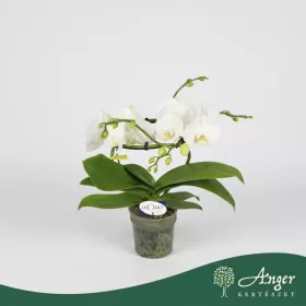   Phalaenopsis 'Dioro Magnifique' (2 hajtás) - Lepkeorchidea - 50 cm magas - 12 cm-es cserépben