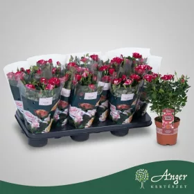   Rosa 'Favourite Roses' (Mix, 5 fajta) - Rózsa - vegyes - 25 cm magas - 10,5 cm-es cserépben
