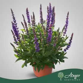   Salvia nemorosa 'Ostfriesland' - Ligeti zsálya - 30 cm magas - 17 cm-es cserépben