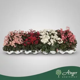   Saxifraga cortusifolia 'Dancing Pixies' - Kőtörőfű - vegyes - 25 cm magas - 12 cm-es cserépben