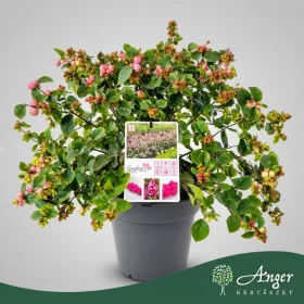   Symphoricarpos orbiculatus 'Symphony Rumble' - Hóbogyó - 60 cm magas - 22 cm-es cserépben