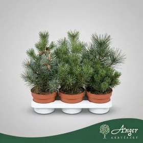   Pinus mugo 'Pumilio' - Törpefenyő - 15 cm magas - 15 cm-es cserépben