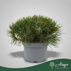   Pinus mugo subsp. mugo 'Mughus' - Törpefenyő - 30 cm magas - 19 cm-es cserépben