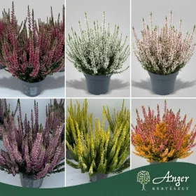   Calluna vulgaris 'Beauty Ladies' - Csarab - vegyes - 25 cm magas - 10,5 cm-es cserépben