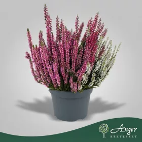   Calluna vulgaris 'Garden Girls Fluffy' - Csarab - 24 cm magas - 12 cm-es cserépben