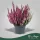 Calluna vulgaris 'Garden Girls Fluffy' - Csarab - 24 cm magas - 12 cm-es cserépben