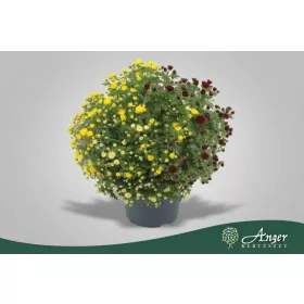   Chrysanthemum mix - Krizantém - vegyes - 48 cm magas - 21 cm-es cserépben