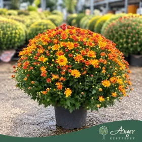   Chrysanthemum mix - Krizantém - vegyes - 48 cm magas - 21 cm-es cserépben
