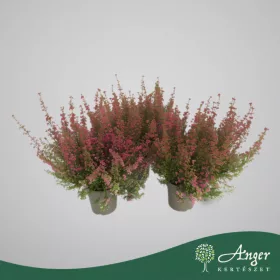   Erica gracilis - Erika - piros - 30 cm magas - 12 cm-es cserépben