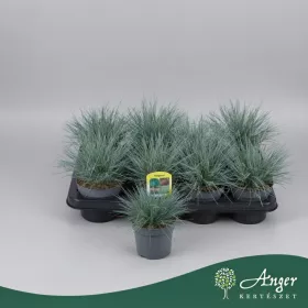   Festuca glauca 'Intens Blue' - Kék csenkesz - 25 cm magas - 12 cm-es cserépben