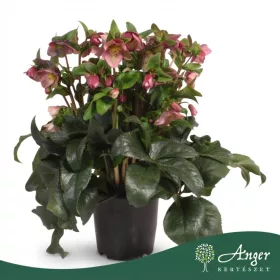   Helleborus 'HGC Ice N' - Hunyor - rózsaszín - 70 cm magas - 19 cm-es cserépben