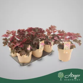   Heuchera 'Purple Petticoats' - Tűzeső - 25 cm magas - 15 cm-es cserépben