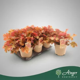   Heuchera 'World Caffé Americano' - Tűzeső - 25 cm magas - 15 cm-es cserépben