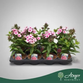   Phlox paniculata 'Bright Eyes' - Bugás lángvirág - 20 cm magas - 13 cm-es cserépben