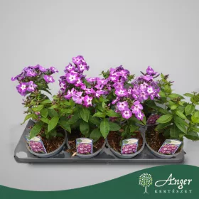   Phlox paniculata 'Laura' - Bugás lángvirág - 20 cm magas - 13 cm-es cserépben