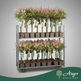   Salix integra 'Hakuro Nishiki' - Tarkalevelű fűz - törzses - 90 cm magas - 17 cm-es cserépben