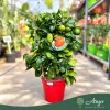 Citrus sinensis 'Arcobal' - Narancs, csíkos - fal - 22 cm-es cserépben