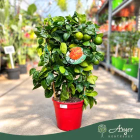   Citrus sinensis 'Arcobal' - Narancs, csíkos - fal - 22 cm-es cserépben