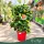 Citrus sinensis 'Arcobal' - Narancs, csíkos - fal - 22 cm-es cserépben