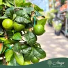 Citrus sinensis 'Arcobal' - Narancs, csíkos - fal - 22 cm-es cserépben