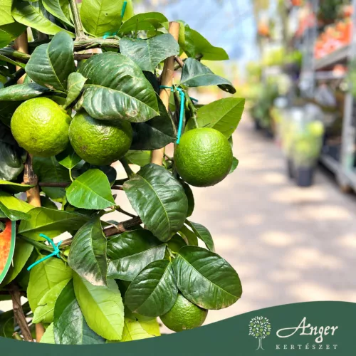 Citrus sinensis 'Arcobal' - Narancs, csíkos - fal - 22 cm-es cserépben