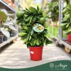 Citrus sinensis - Narancs - fal (spalliera) - 19 cm-es cserépben